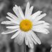 Daisy Longacre-Patton (@longacrepatton) Twitter profile photo Daisy Longacre-Patton (@longacrepatton) Twitter profile photo