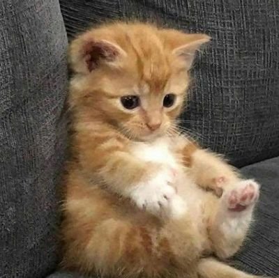 DragonHabilidad's profile picture. zzz