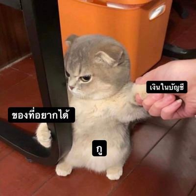 👉นับถือศาสนาเซียวจ้าน องค์พระผู้เป็นจ้าน👈 ヾ(o◕ω ◕)ﾉ 🧡🌟💙❤️💚MGN #云之羽 ❌toxic solo stan❌