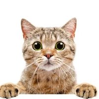 Meowww (@miaw_ss) 's Twitter Profile