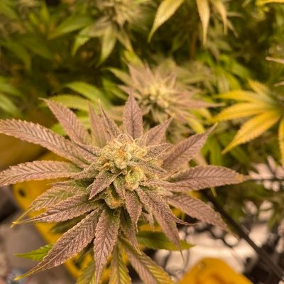 ShinyBharzard's profile picture. 