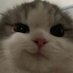 kyle (@anikakyie) Twitter profile photo kyle (@anikakyie) Twitter profile photo