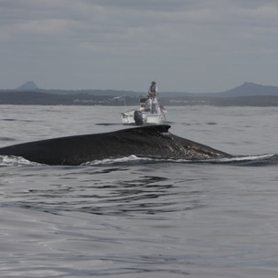 The Cetacean Ecology Group is based at the University of Queensland, Australia. Our primary research is in cetacean bioacoustics, behaviour, and physiology.