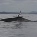 Cetacean Ecology Group (@ceg_uq) Twitter profile photo Cetacean Ecology Group (@ceg_uq) Twitter profile photo