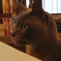 Pip Moss (quincel.bsky.social) (@pipsfunfacts) 's Twitter Profile Photo Pip Moss (quincel.bsky.social) (@pipsfunfacts) 's Twitter Profile Photo