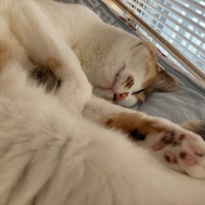 f21_31's profile picture. 雑多な垢です。成人済み。.5メインの三浦宏規くん最推し。BinTRoLL、QuizKnockは箱推し。チケット、グッズのお取り引きもこちらでしますが、フリマ経由、未成年とのお取引には対応しておりません。安心してお取り引きできるようマメに連絡を心がけています😊