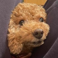 こみしん (@komishinnnn) 's Twitter Profile