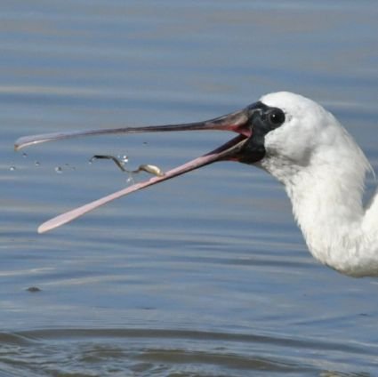 神戸市在中のおじさんです。野鳥撮影が趣味でコツコツやってます。