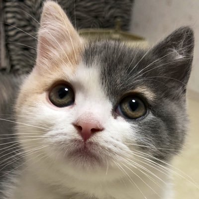 三毛猫あんこ (@MikecatAnko) / Posts / X