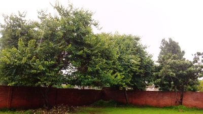 MatetsiRiver's profile picture. 