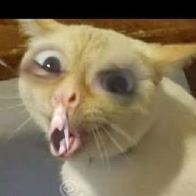 itsbabybirdd's profile picture. 