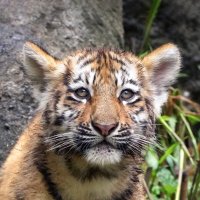 riku_lite (@rikulite) Twitter profile photo