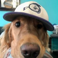 Missy Brown (@bouncypeacock) 's Twitter Profile
