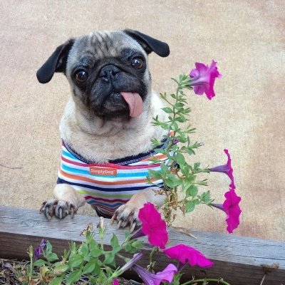 I love any and all animals however the pugs have stole my heart