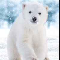 arcticair4me (@arcticair4mefl) 's Twitter Profile