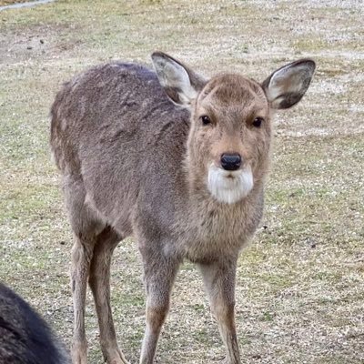 たまに春日原始林歩きます🦌鹿に魅せられました。見せるだけで鹿せんべいくれない人間には頭突きしたら良いと思ってます😁✨ 稀に鹿以外の動物やホモサピエンスをリツイします♫