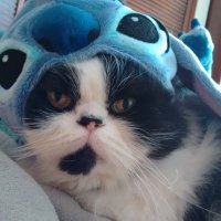 Hectorr (@revueltasrizo) 's Twitter Profile Photo