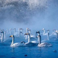 raima554 (@raima554) Twitter profile photo