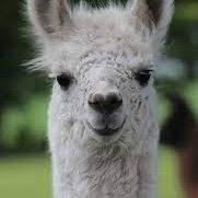 Your Favorite Llama(@MatchyMo) 's Twitter Profile Photo