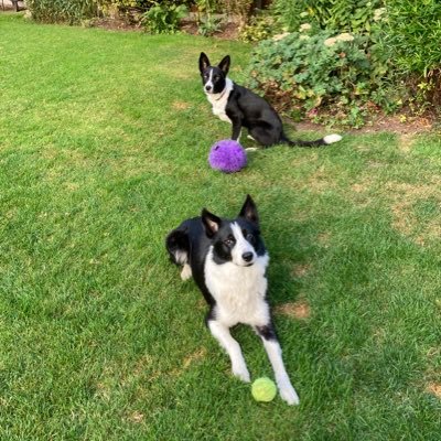 212 mile round trip each week to the promised land....St Helens RFC, club of legends 🏆🏆🏆🏆 Maybe a few pics of MAX and WILLOW, our Border Collie family.