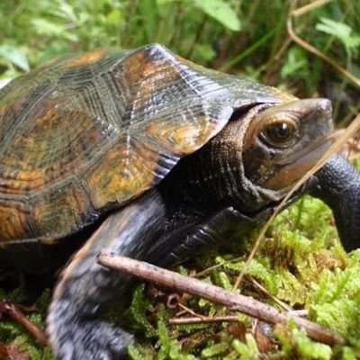 カメックスOTPです。
亀ポケ好きそうな人をよくフォローしてます。
よければチームとか誘ってください()。
カメックス100位入りしました。
ゆっくり実況始めました→https://t.co/y6a36aQhd4