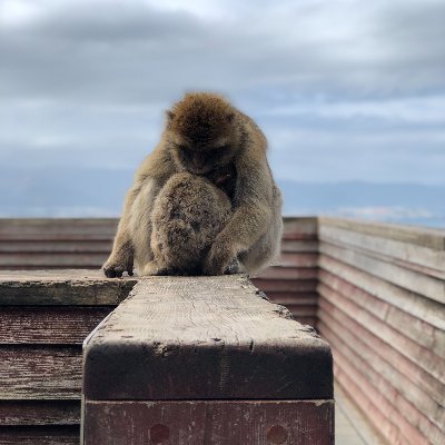 A devoted monkey mother NFT.
NFT showing the real mother love