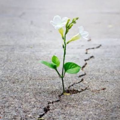 O4optimist's profile picture. Optimism is better than success and pessimism is worse than failure.