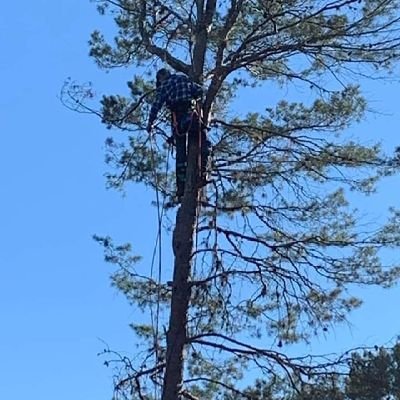 Treeguys42's profile picture. Larry's family tree service llc