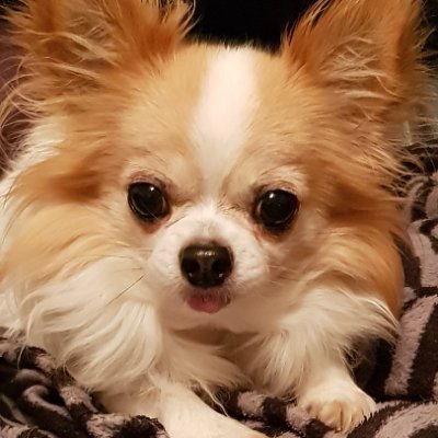 LichtePetra's profile picture. 