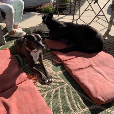 Three dogs making memories old and new!