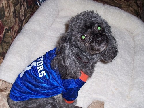 Gatorgreeter401's profile picture. Gator alum '73 who loves his Gators