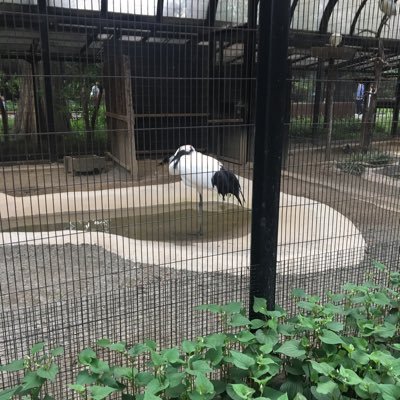 政治ネタ多め。メジャーリーグ好き。カージナルス、オリオールズ推し。最近はラッチマンを応援。
