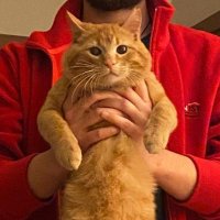 Çitos Reyiz 🐅 (Sarı Pemguem 🐧) (@citosreyiz) 's Twitter Profile Photo Çitos Reyiz 🐅 (Sarı Pemguem 🐧) (@citosreyiz) 's Twitter Profile Photo
