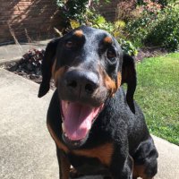 Love_a_dogtoday(@Anman248) 's Twitter Profile Photo