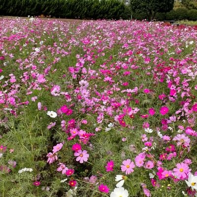 kukichoko3's profile picture. 