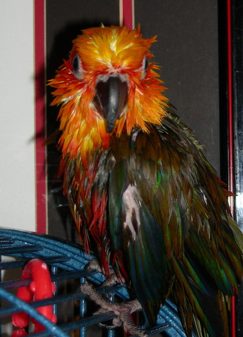 Love my parrots & my grandkids!