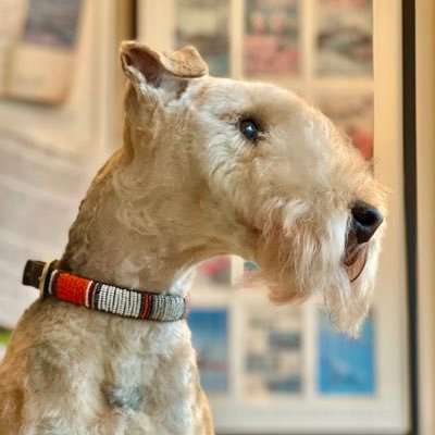 I am a little Lakeland Terrier from Cheltenham who loves to live life to the full. I try every day to be a good boy but it doesn’t always work