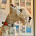 Bertie Lakeland (@BertieLakeland) Twitter profile photo