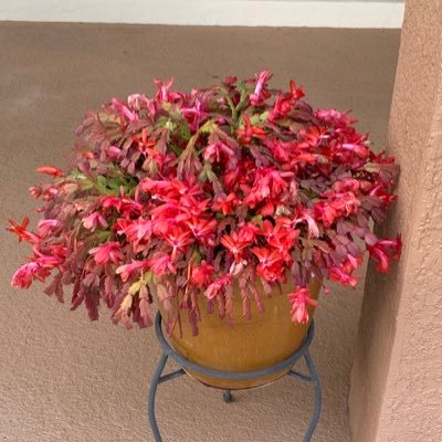 BHonestALC's profile picture. 