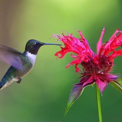 beebalm