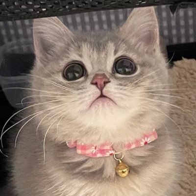 おんぷちゃん🎵さんのプロフィール画像