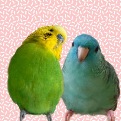 セキセイインコのキョロちゃん2020年5月下旬生まれ🐤サザナミインコのミントちゃん2021年4月2日生まれ🐦無言フォロー大歓迎です☺️✨YouTubeもやってます🐤🐦💓