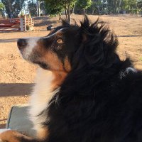 Dude The One Eye Dog 🐾(@DudeTheCoolDog) 's Twitter Profile Photo Dude The One Eye Dog 🐾(@DudeTheCoolDog) 's Twitter Profile Photo