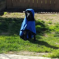 Gorilla Chief (@ericjseim) 's Twitter Profile