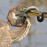 Mwijukuru wa Kaributi (@nabimarac) 's Twitter Profile