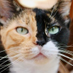 La Chatte Qui Gratte "Lucilia caesar" (@qui_gratte) Twitter profile photo La Chatte Qui Gratte "Lucilia caesar" (@qui_gratte) Twitter profile photo