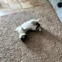 ~Flip Mode~ (@djcgeez2189) 's Twitter Profile