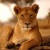 TheSaffronLioness (@saffron_lioness) Twitter profile photo TheSaffronLioness (@saffron_lioness) Twitter profile photo