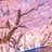 🌸桜蘭まる🌸のアイコン