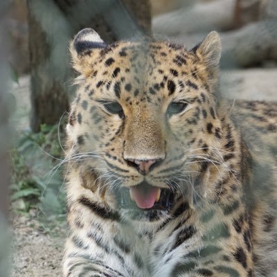 WssPh6dWavOVXXC's profile picture. アルル、チャイムファン💕 で安佐動物園に良く行きます。あちこちの動物園、水族館巡りしたいなぁ